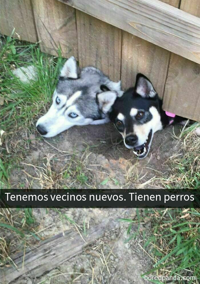 Dos perros asomando la cabeza por debajo de una cerca, mostrando una expresión divertida y curiosa.
