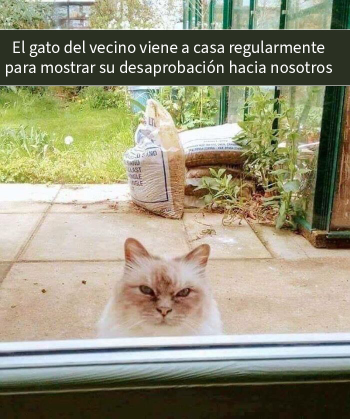 Gato mostrando desaprobación afuera de ventana, imagen divertida para memes aleatorios que traen risas y diversión.