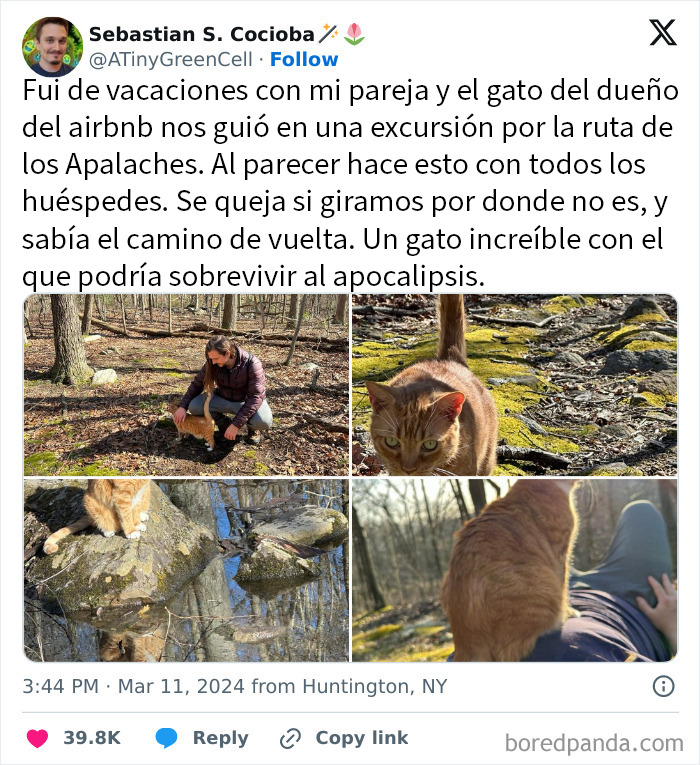 Gato guía durante excursión en la ruta de los Apalaches, mostrando un vínculo increíble y escenas en el bosque.