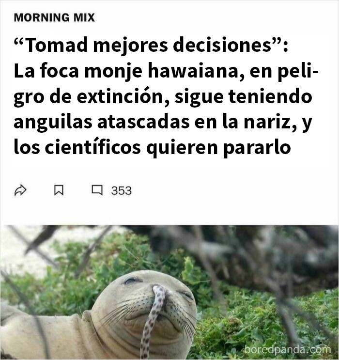 Foca monje hawaiana con anguilas en la nariz, frase sobre mejores decisiones y curiosidades inéditas.