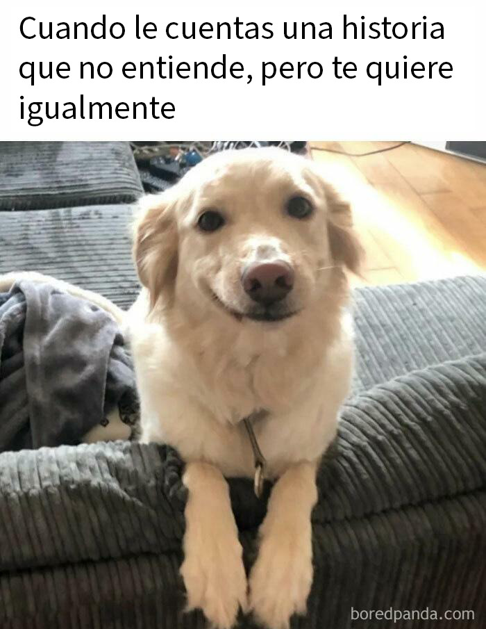 Perro con expresión tierna sobre sofá, ilustrando memes aleatorios para traerte risas y diversión en internet.