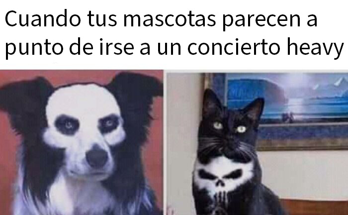 Perro y gato con maquillaje de calavera antes de concierto, mostrando memes aleatorios para risas y diversión.