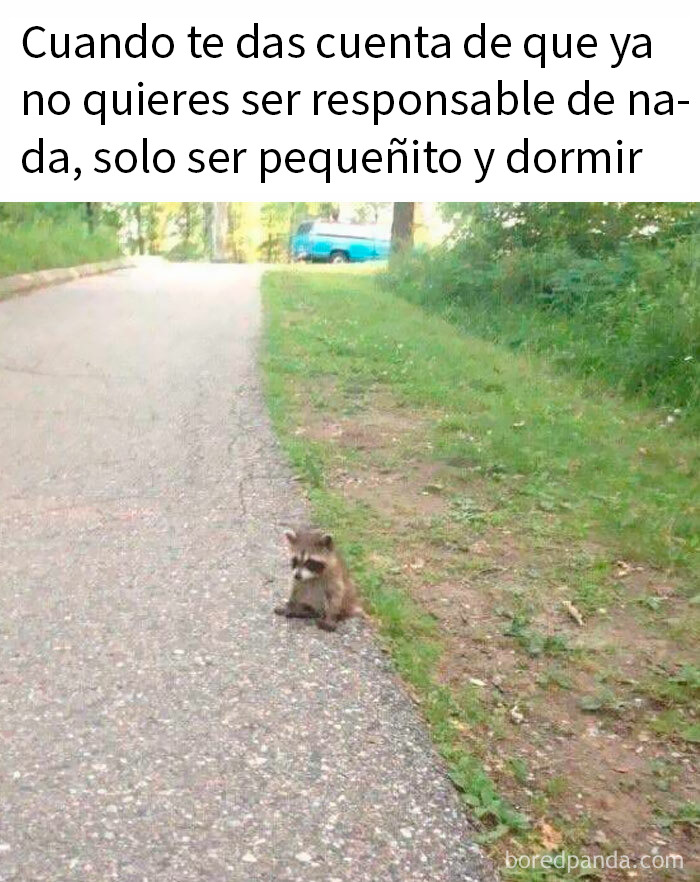 Mapache pequeño sentado al borde del camino con texto relacionado a memes aleatorios para risas y diversión.