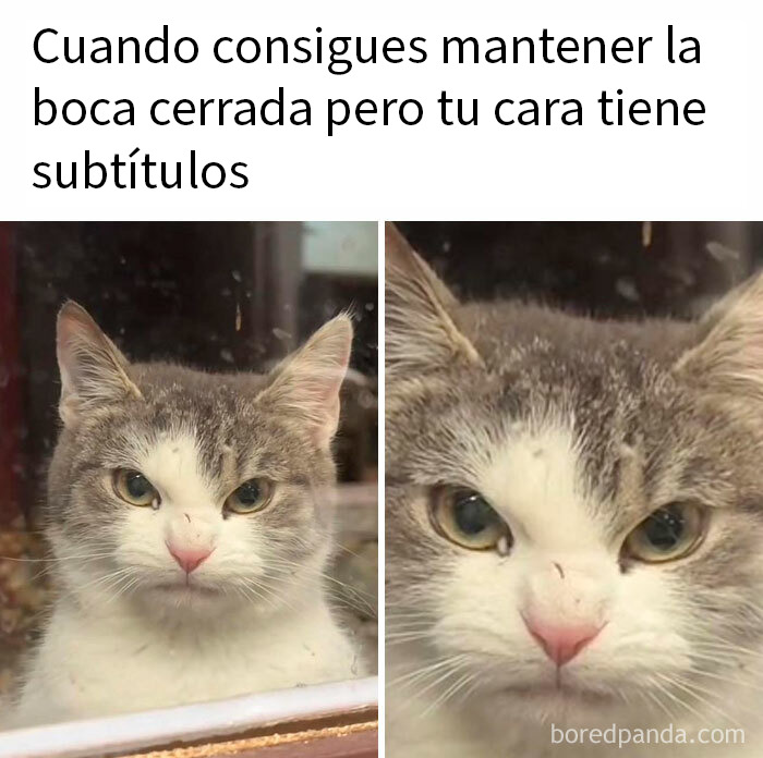 Gato con expresión seria reflejando memes aleatorios que traen risas, caos y diversión en situaciones cotidianas.
