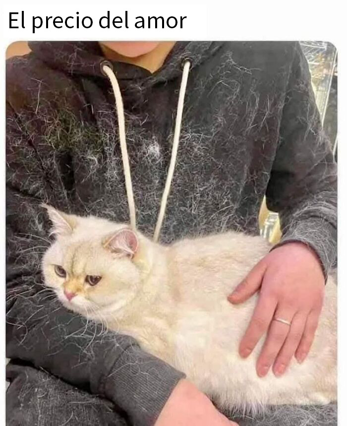 Persona con sudadera llena de pelo de gato mientras sostiene a un felino perezoso, meme con memes aleatorios y diversión.