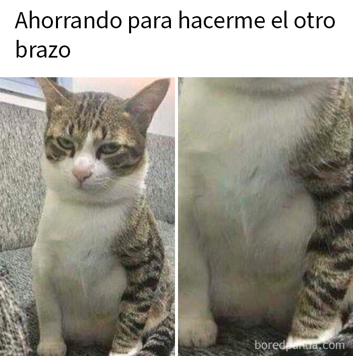Gato con expresión seria y brazo musculoso falso, meme divertido para tu dosis de risas diaria.