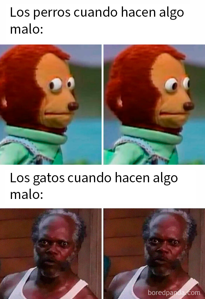 Memes aleatorios con imágenes divertidas de perros y gatos haciendo cosas malas para risas y diversión online.