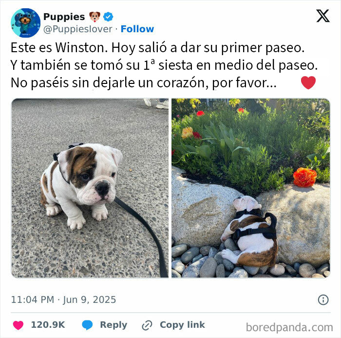 Cachorro bulldog en su primer paseo y siesta, imagen para memes aleatorios que traen risas, caos y diversión.