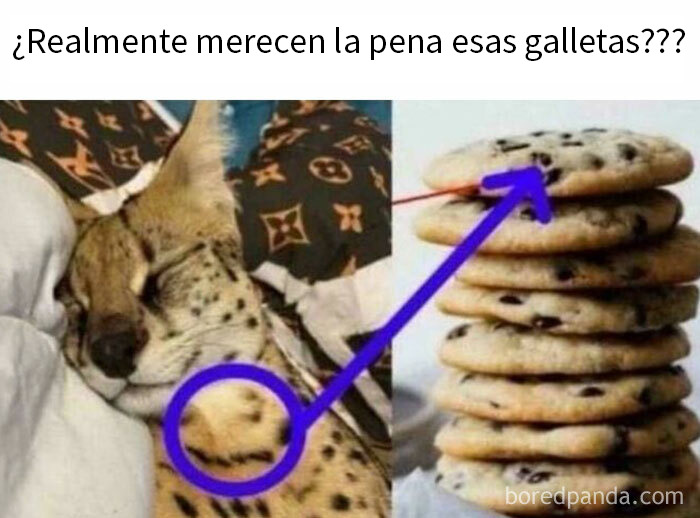 Gato durmiendo junto a galletas, mostrando un círculo que destaca manchas similares, mentirosos pillados en internet.