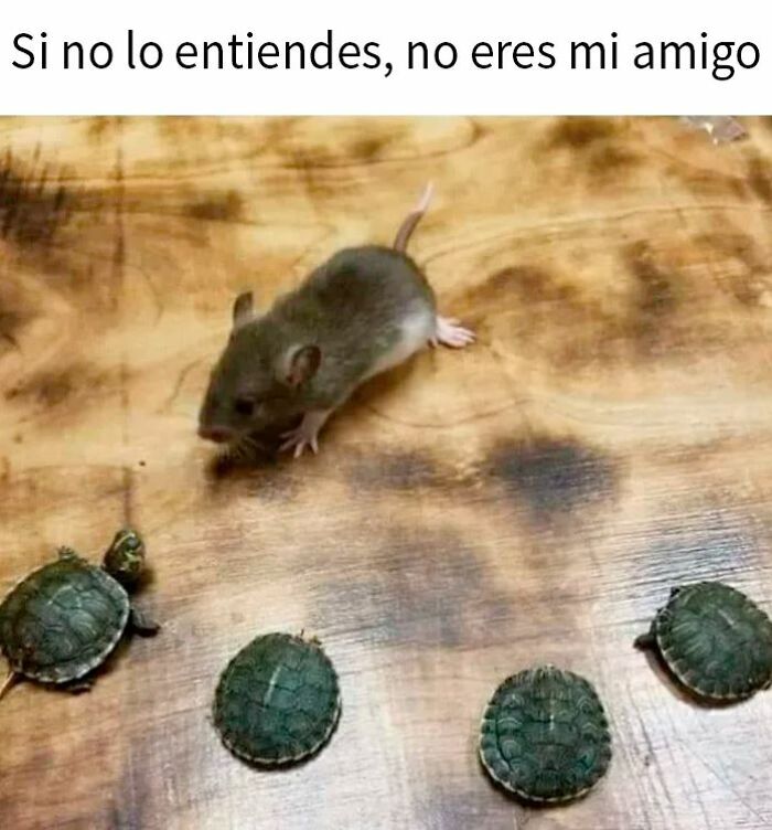 Ratón y tortugas sobre superficie de madera representando publicaciones del pasado solo para mayores.