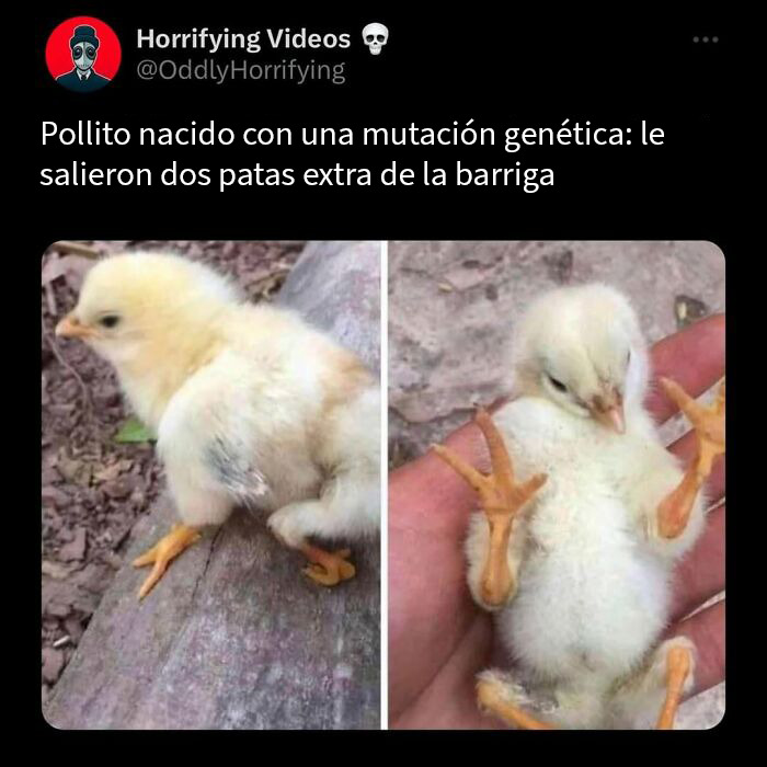 Pollito con mutación genética mostrando patas extra, imagen de historias extrañamente terroríficas que pondrán a prueba tus nervios.