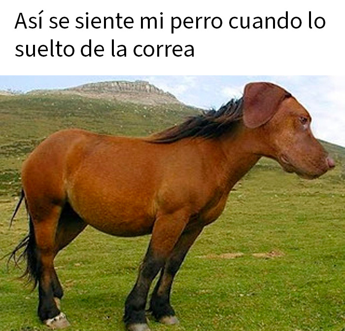 Imagen sarcástica de un animal híbrido con cuerpo de caballo y cabeza de perro, meme divertido sobre perros sueltos.