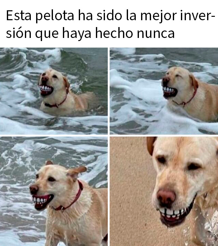 Perro divertido en el agua con un juguete de dientes grandes, mostrando memes sarcásticos y divertidos.