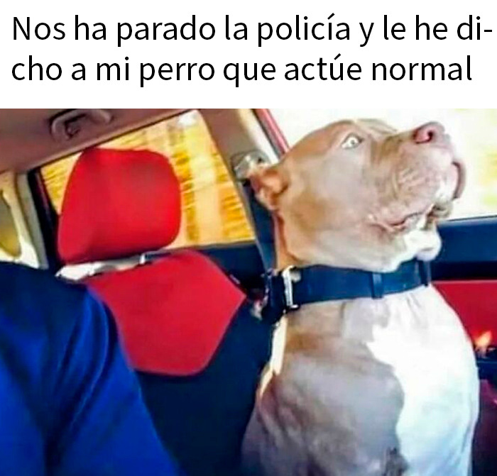 Perro actuando normal en un coche rojo, meme divertido y sarcástico sobre una situación con la policía.