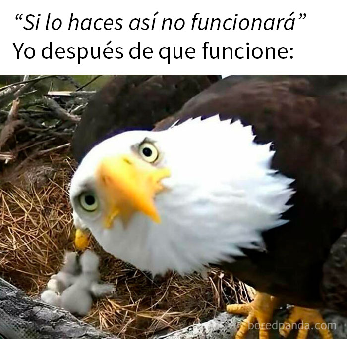 Águila con expresión curiosa en nido con polluelos, representando memes sarcásticos que te hacen llorar por dentro y reír por fuera.