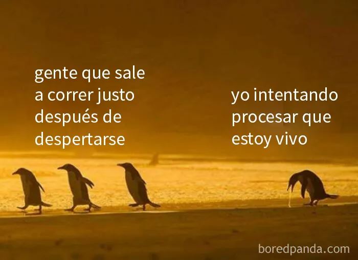 Pingüinos caminando en la playa con texto humorístico sobre memes divertidos y situaciones familiares para discutir en terapia.
