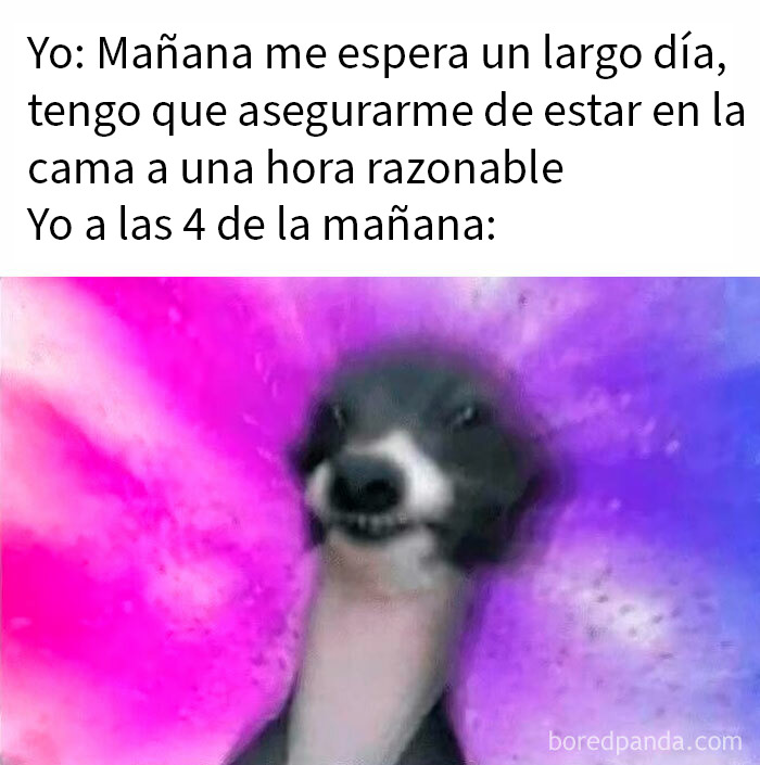 Perro con expresión desorientada y fondo colorido representando memes divertidos y familiares para discutir en terapia.