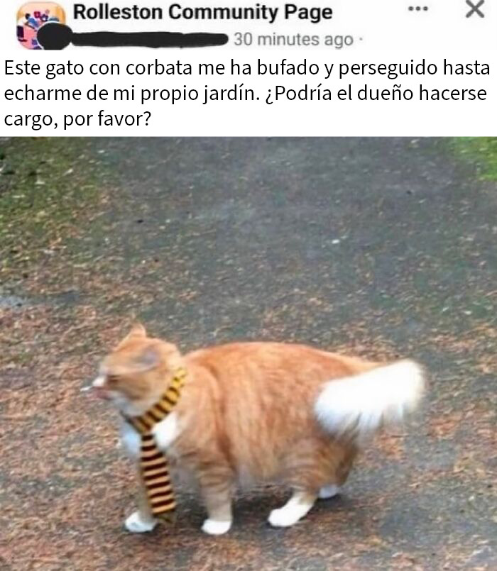 Gato con corbata divertido en Reino Unido, imagen fuera de contexto que refleja el humor británico único y peculiar.