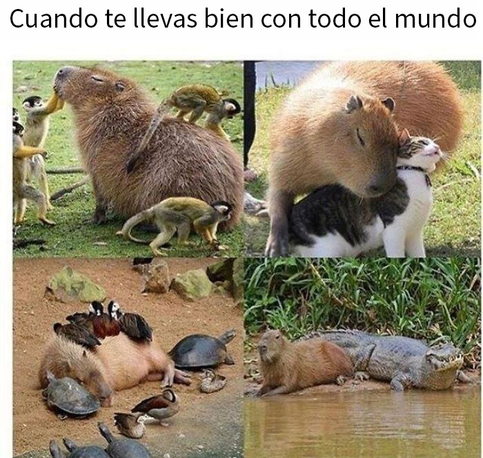 20 Memes reconfortantes para devolverte la fe en la humanidad