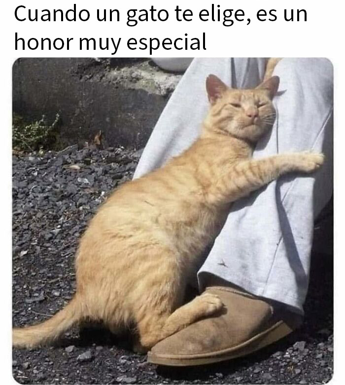 20 Memes reconfortantes para devolverte la fe en la humanidad