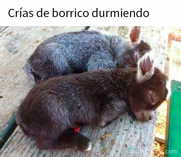 20 Memes reconfortantes para devolverte la fe en la humanidad