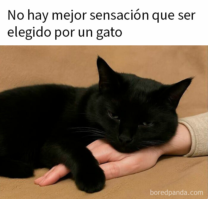 20 Memes reconfortantes para devolverte la fe en la humanidad