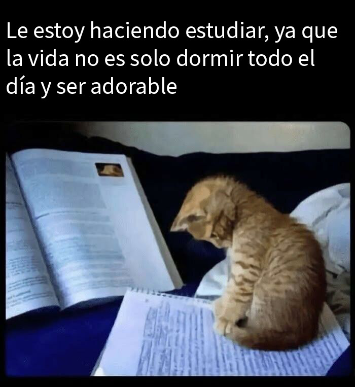20 Memes reconfortantes para devolverte la fe en la humanidad