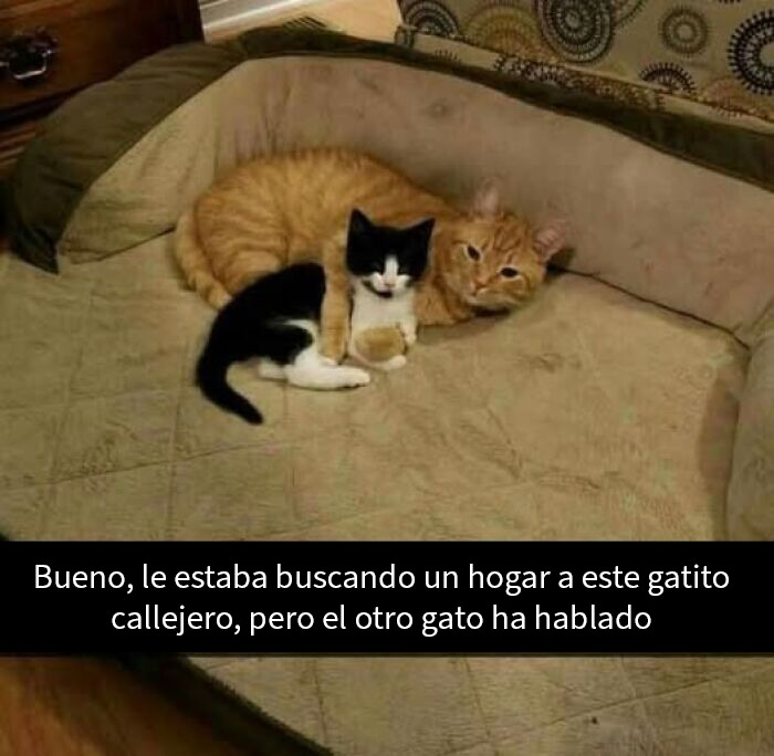 20 Memes reconfortantes para devolverte la fe en la humanidad