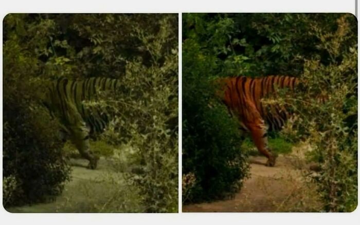 Tigre camuflado entre arbustos en dos imágenes, mostrando datos interesantes y curiosidades del mundo natural.