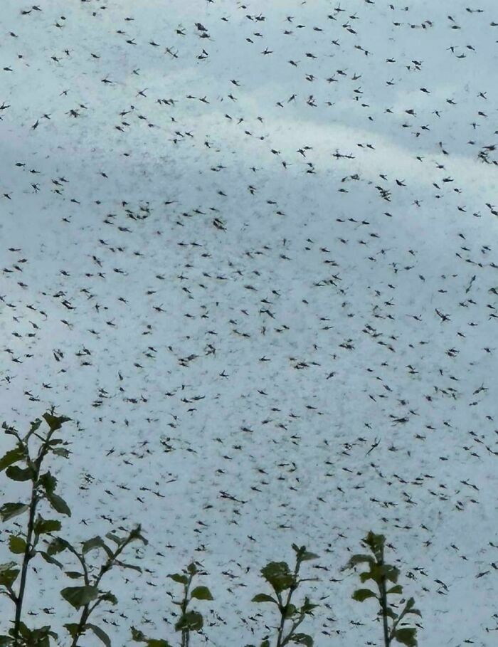 Enormes nubes de insectos voladores formando creaciones de la madre naturaleza que causan miedo en el entorno natural.