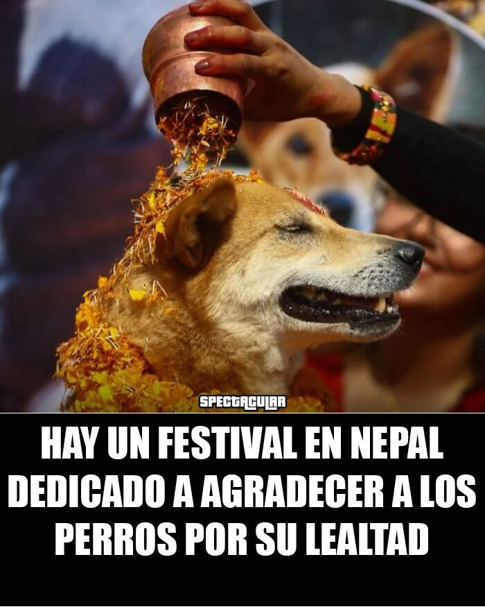 20 Encantadores memes de animales para alegrarte un poco el día