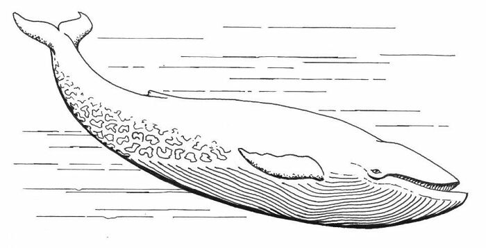 Desafío de la ballena azul