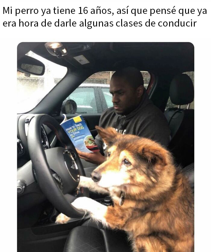 20 Encantadores memes de animales para alegrarte un poco el día