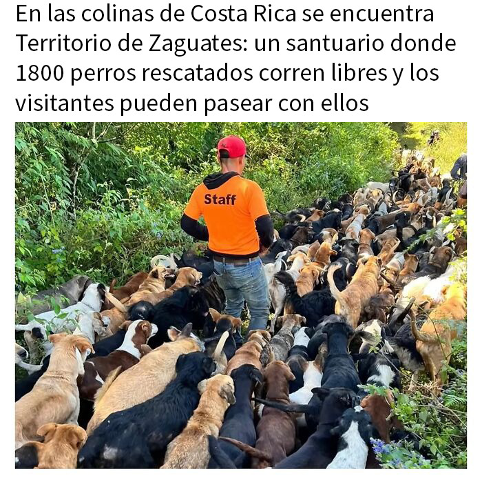 20 Encantadores memes de animales para alegrarte un poco el día