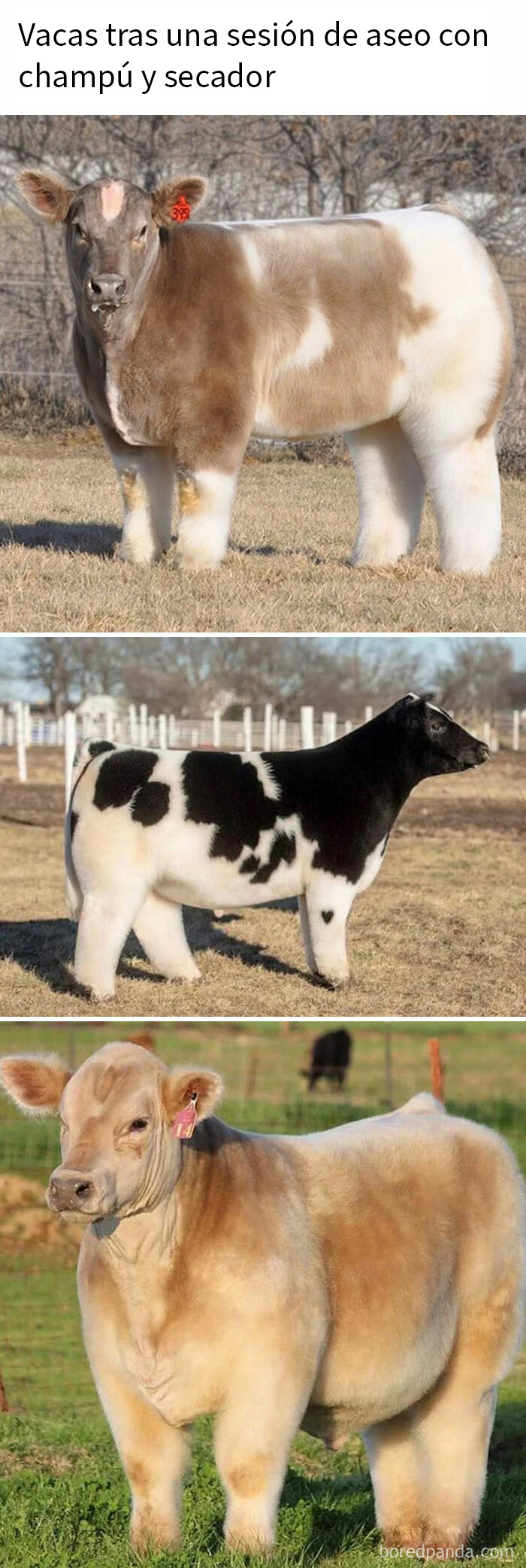 20 Encantadores memes de animales para alegrarte un poco el día