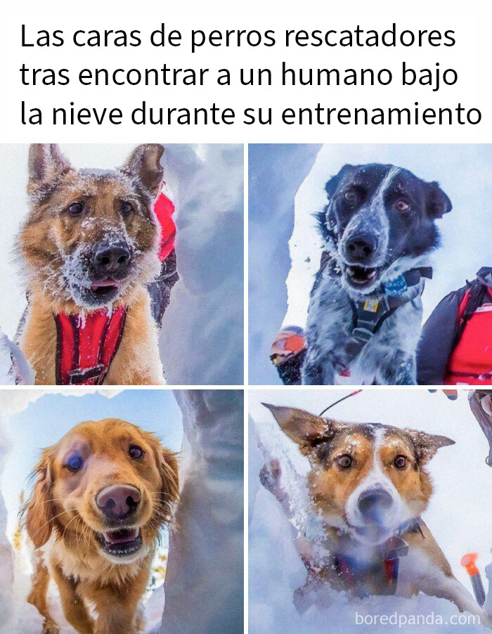 20 Encantadores memes de animales para alegrarte un poco el día