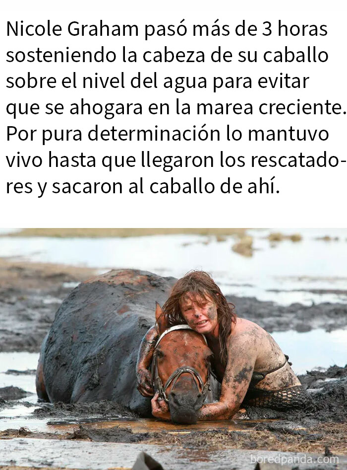 20 Encantadores memes de animales para alegrarte un poco el día