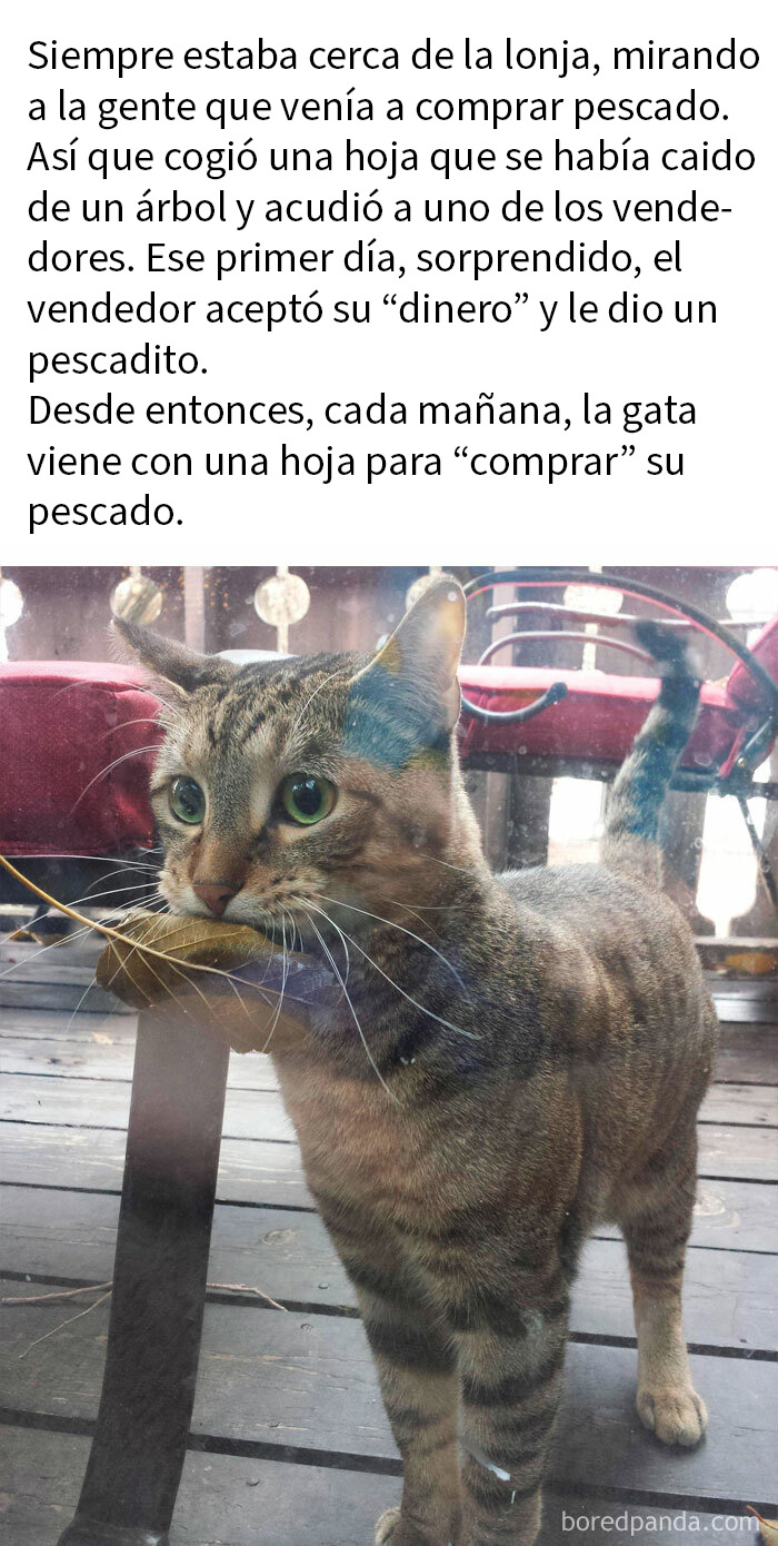 20 Encantadores memes de animales para alegrarte un poco el día