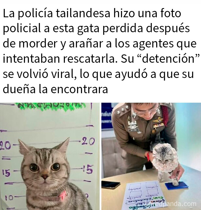 20 Encantadores memes de animales para alegrarte un poco el día