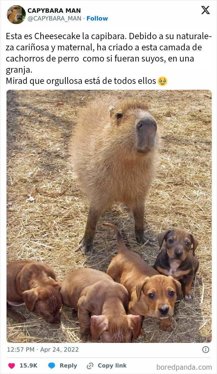 20 Encantadores memes de animales para alegrarte un poco el día