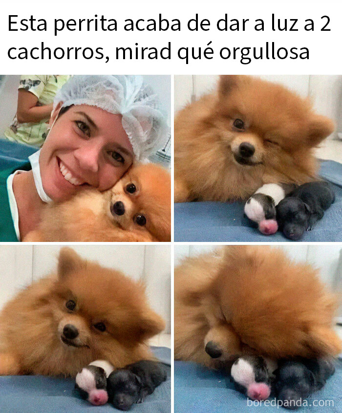 20 Encantadores memes de animales para alegrarte un poco el día