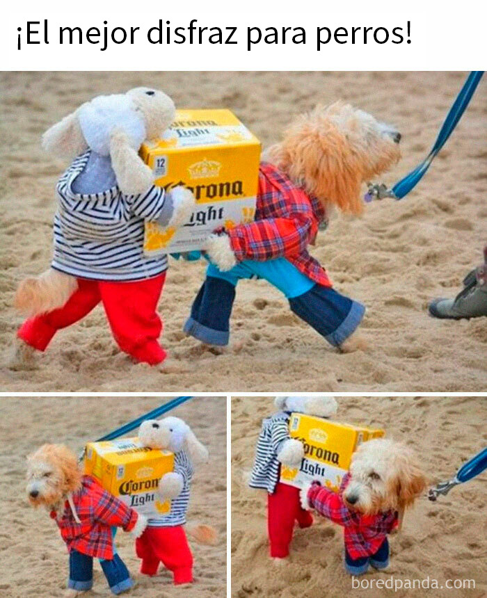 20 Encantadores memes de animales para alegrarte un poco el día