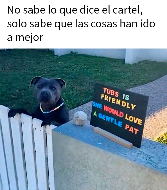 20 Encantadores memes de animales para alegrarte un poco el día