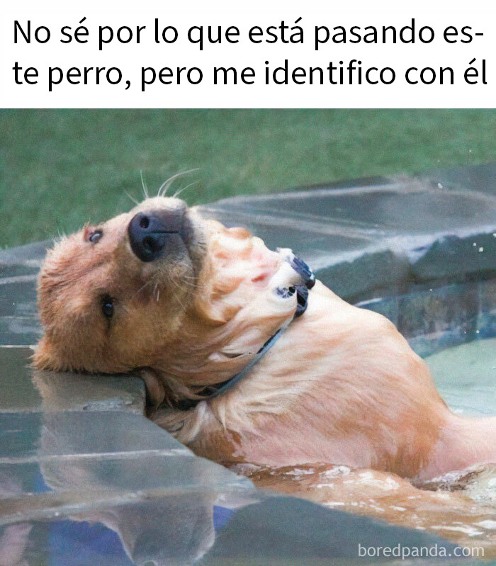 20 Encantadores memes de animales para alegrarte un poco el día
