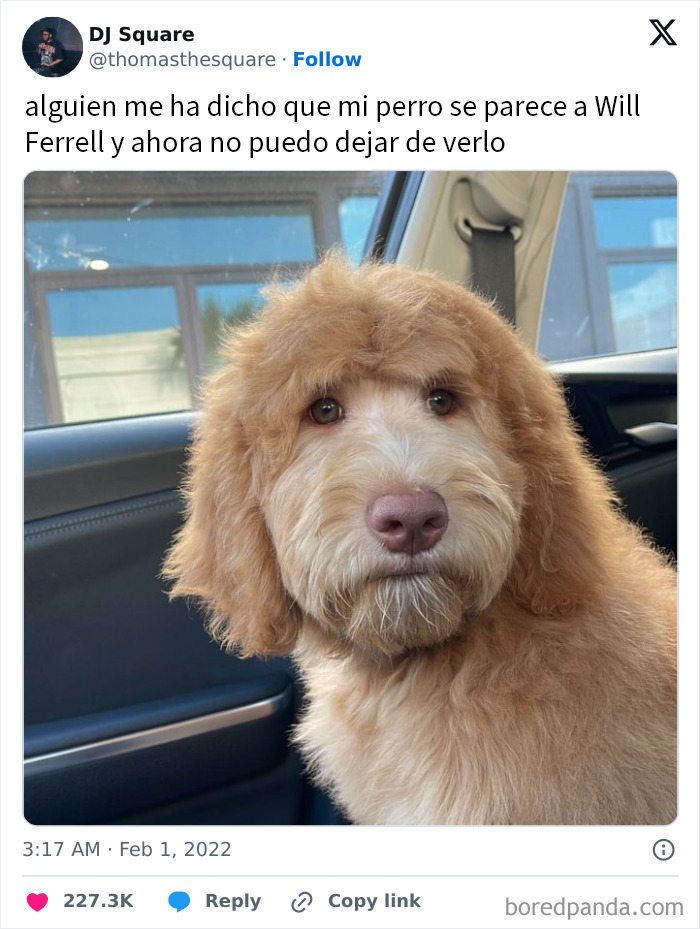 20 Encantadores memes de animales para alegrarte un poco el día