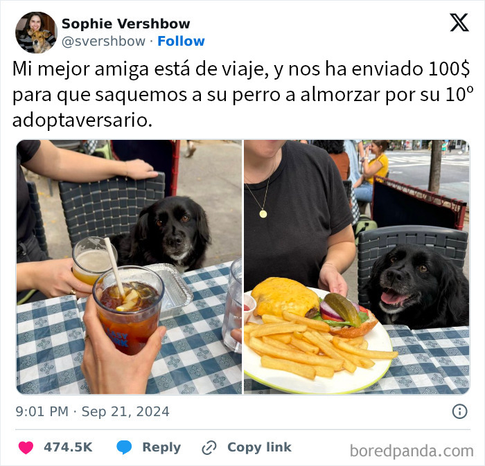 20 Encantadores memes de animales para alegrarte un poco el día
