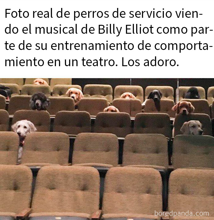 20 Encantadores memes de animales para alegrarte un poco el día
