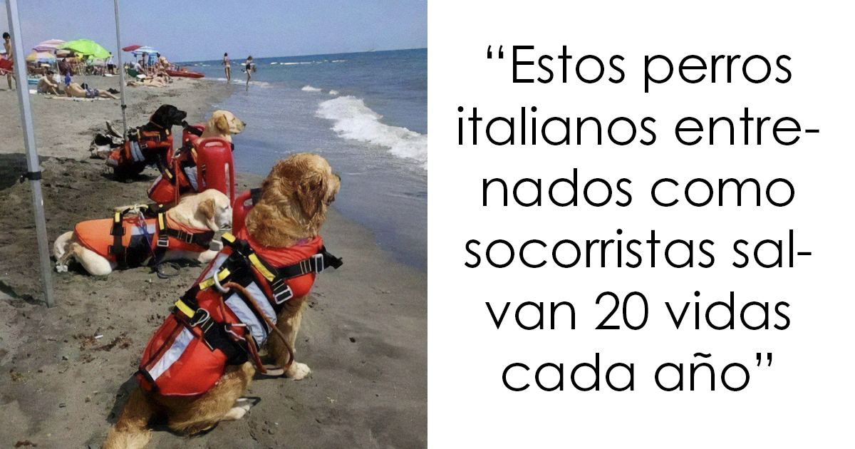 20 Encantadores memes de animales para alegrarte un poco el día