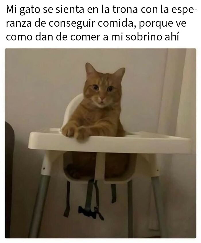Gato sentado en trona con expresión seria, mostrando la mala leche típica en divertidos memes de gatos.