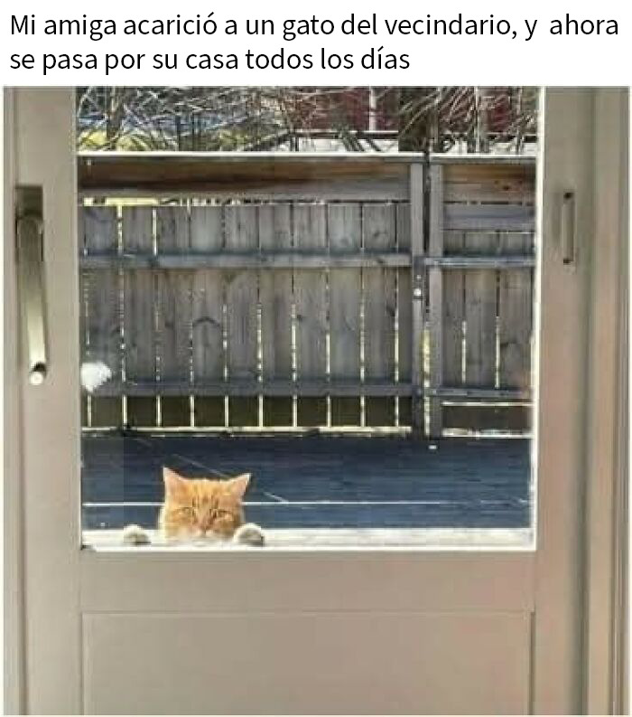 Gato naranja fuera de casa mirando por la puerta, mostrando la mala leche típica en memes divertidos de gatos.